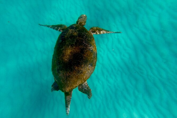 Moreton Island Day Trip (Kayak, Snorkel & Sandboard) frm Brisbane or Gold Coast - Transparent kayaking above the reef