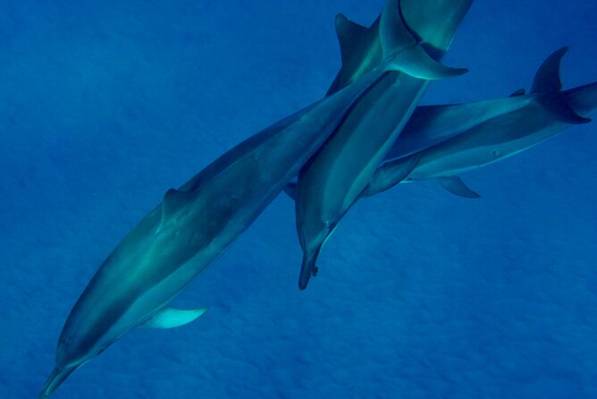 Morning Magic Kayak and Snorkel Adventure in Kealakekua Bay - What the $257.85 price really covers