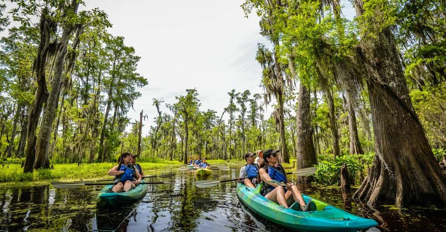 New Orleans: Manchac Magic Kayak Swamp Tour - Launching into the cypress swamp