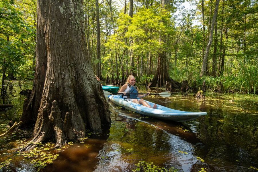New Orleans: Manchac Magic Kayak Swamp Tour - The history behind the trees and water