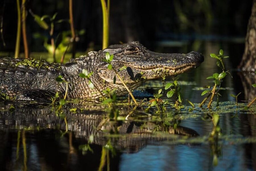 New Orleans: Manchac Magic Kayak Swamp Tour - How hard is the paddling?