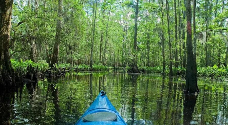New Orleans: Manchac Magic Kayak Swamp Tour - Is $90 a fair price?