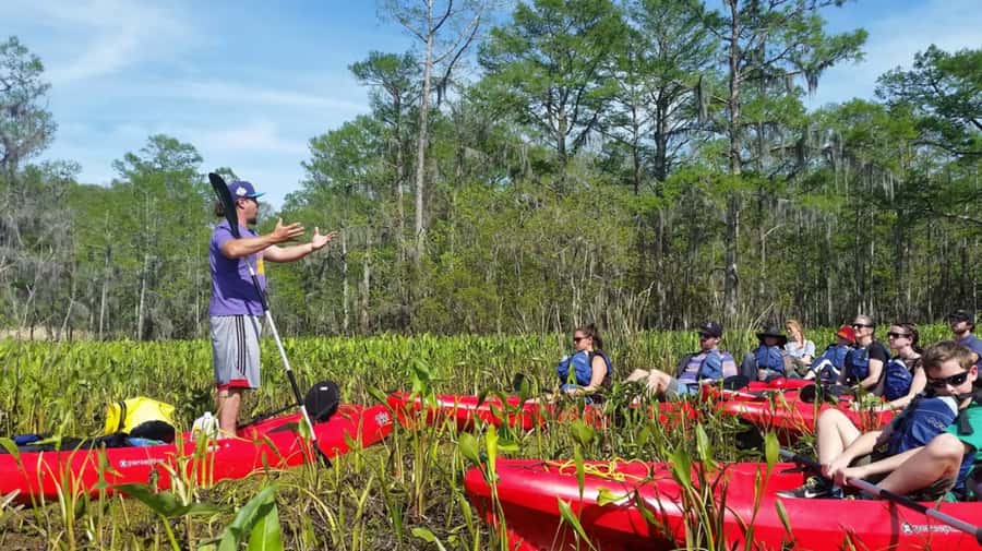 New Orleans: Manchac Swamp Wildlife Kayaking Tour - Key points to know before you paddle