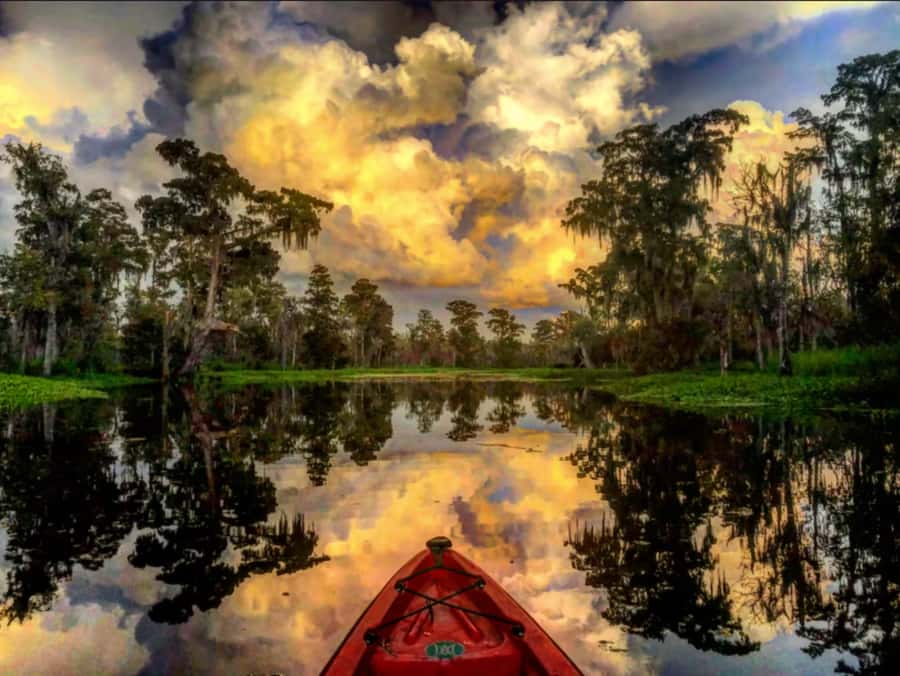 New Orleans: Manchac Swamp Wildlife Kayaking Tour - Why kayaking gives you a better look at the swamp