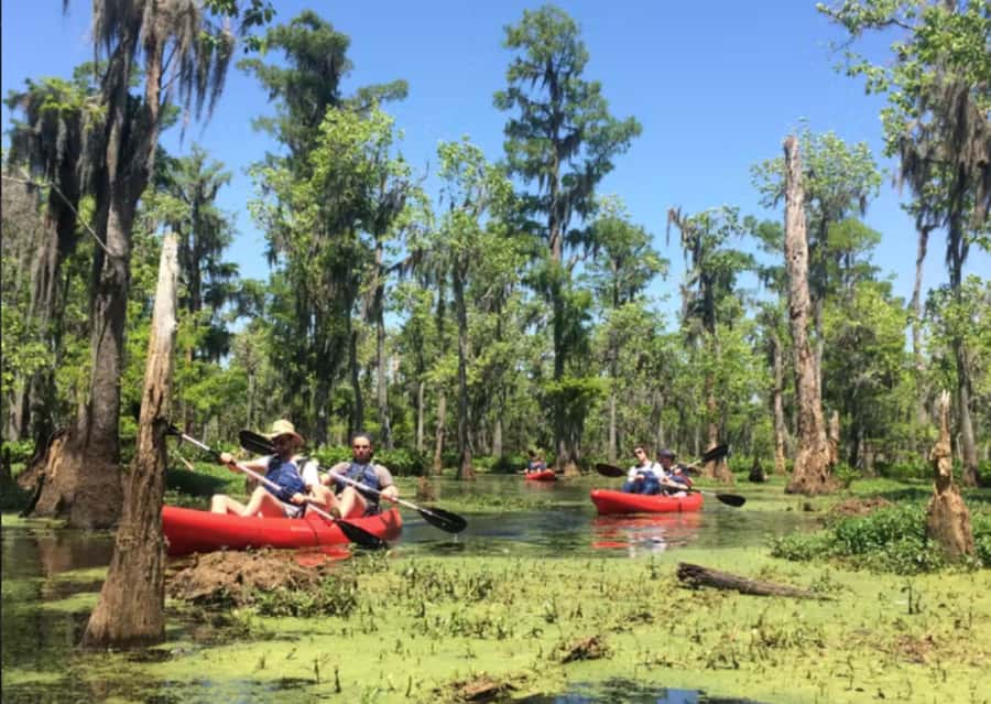 New Orleans: Manchac Swamp Wildlife Kayaking Tour - Paddling beneath cypress trees