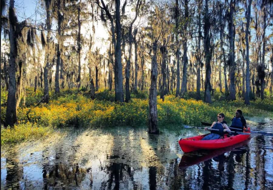 New Orleans: Manchac Swamp Wildlife Kayaking Tour - Looking for alligators, turtles, and owls