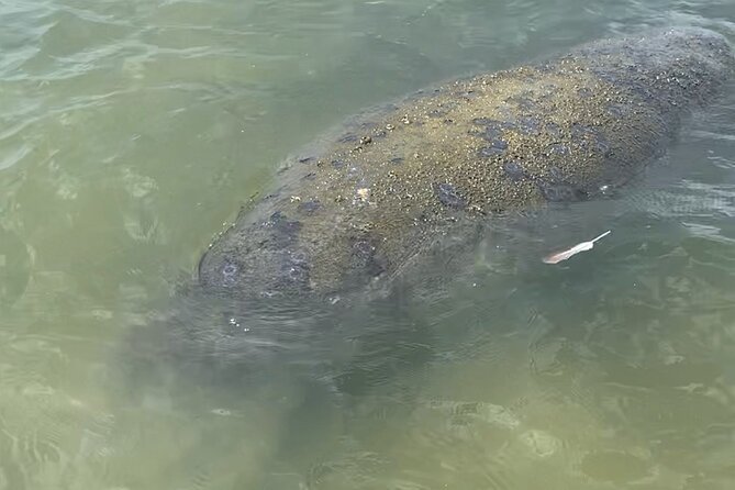 New Smyrna Dolphin and Manatee Kayak and SUP Adventure Tour - Kayak or SUP: choosing the better viewpoint