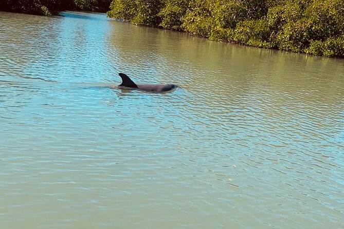 New Smyrna Dolphin and Manatee Kayak and SUP Adventure Tour - How the scenery compares with the promise