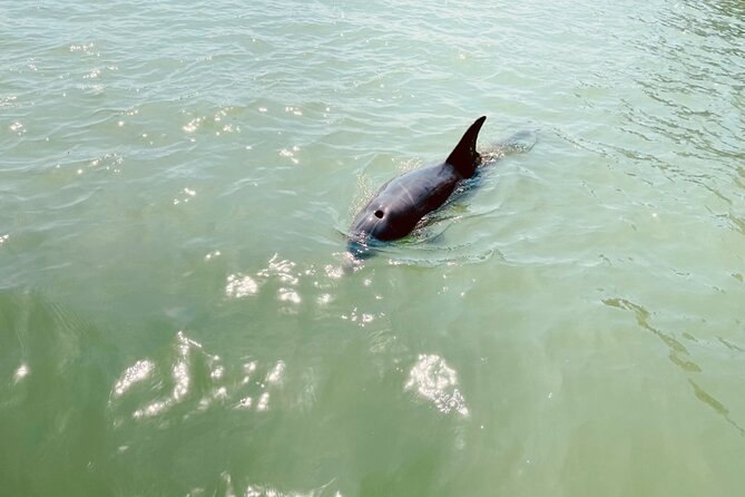 New Smyrna Dolphin and Manatee Kayak and SUP Adventure Tour - Who should book this paddle?