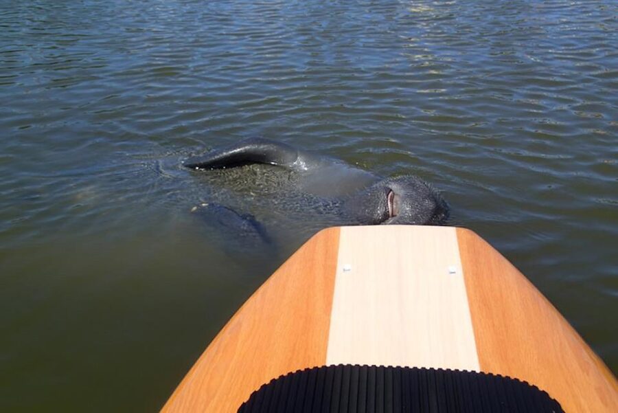 New Smyrna: Half-Day Guided SUP or Kayak Waterways Tour - Island stops and New Smyrna stories