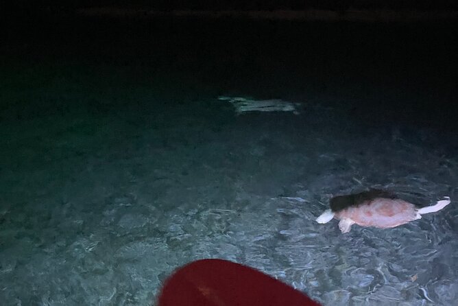 Night Kayaking with Liquid Glow - Paddling along the rocky coast into Little Bay