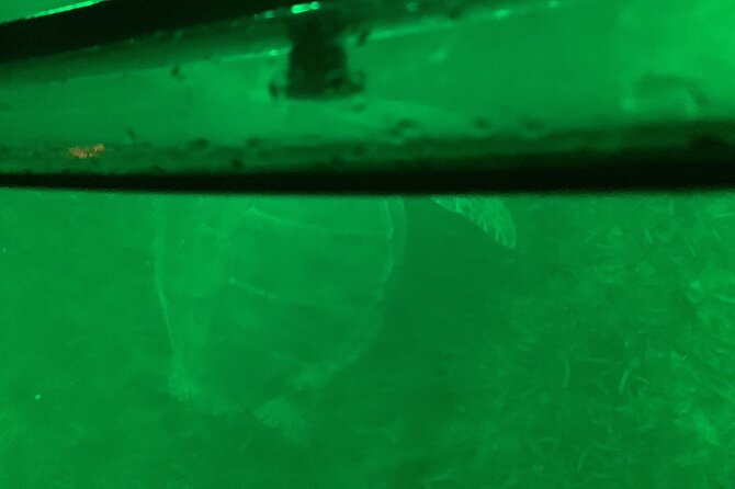 Night Kayaking with Liquid Glow - What the guides add to the hour