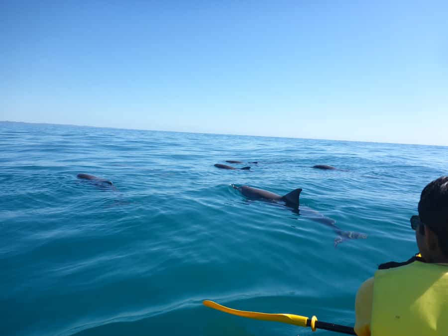 Noosa: Epic Ocean Kayak with Dolphins & 4WD Beach Adventure - Dolphins, turtles, whales, and the limits of wildlife watching
