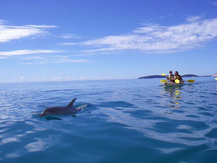 Noosa: Epic Ocean Kayak with Dolphins & 4WD Beach Adventure - Timing, cancellation, and practical planning