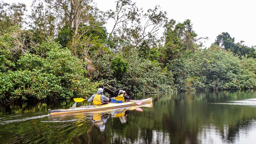 Noosa Everglades: Truly Sustainable Guided KAYAK Tour - The first hour: tuition, orientation, and an easy start