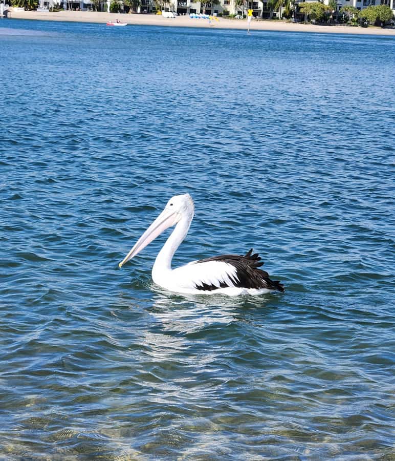 Noosa Heads: Hidden Waterways Wildlife Kayak (Fully Guided) - The optional 10-minute swim