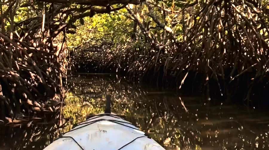 Noosa Heads: Hidden Waterways Wildlife Kayak (Self-Guided) - Starting at Weyba Esplanade