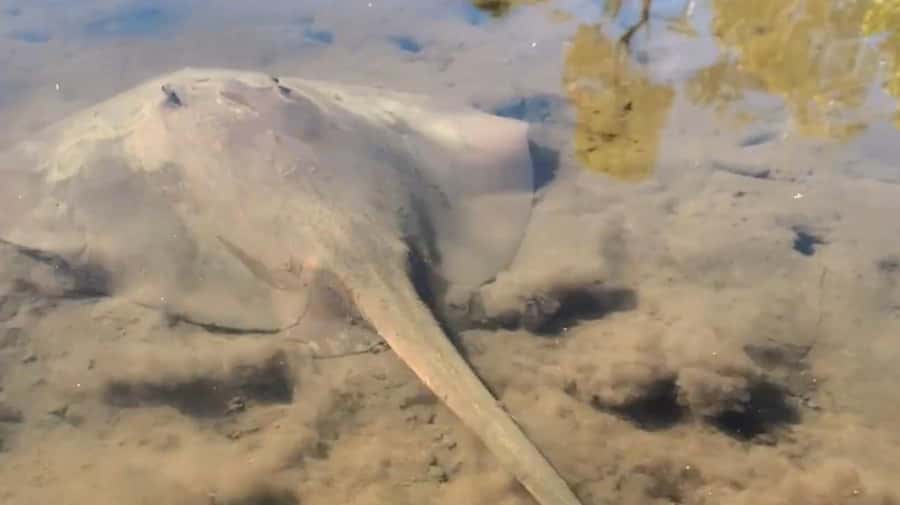 Noosa Heads: Hidden Waterways Wildlife Kayak (Self-Guided) - Getting Oriented Before You Paddle