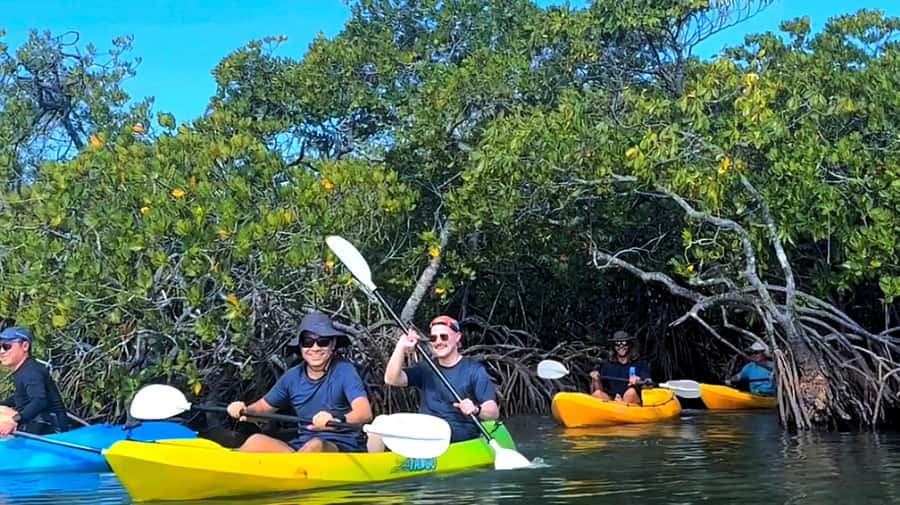 Noosa Heads: Hidden Waterways Wildlife Kayak (Self-Guided) - Watching Stingrays and Water Birds