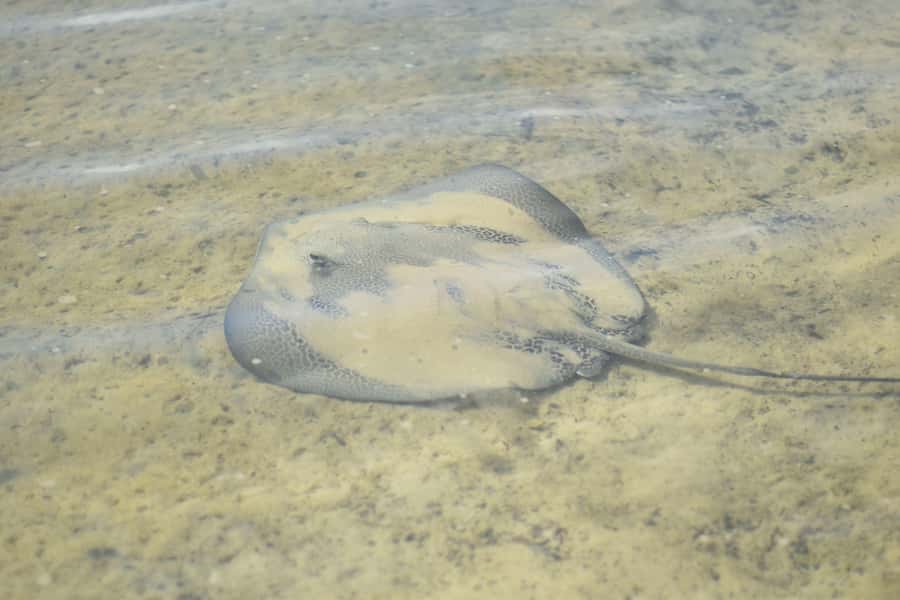 Noosa Heads: Hidden Waterways Wildlife Kayak (Self-Guided) - Entering the Mangrove Tunnels