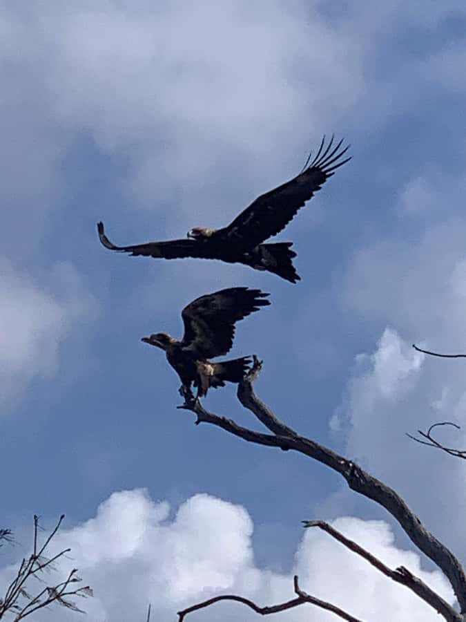 Noosa Heads: Hidden Waterways Wildlife Kayak (Self-Guided) - Final Call: Book It for a Quiet Wildlife Paddle