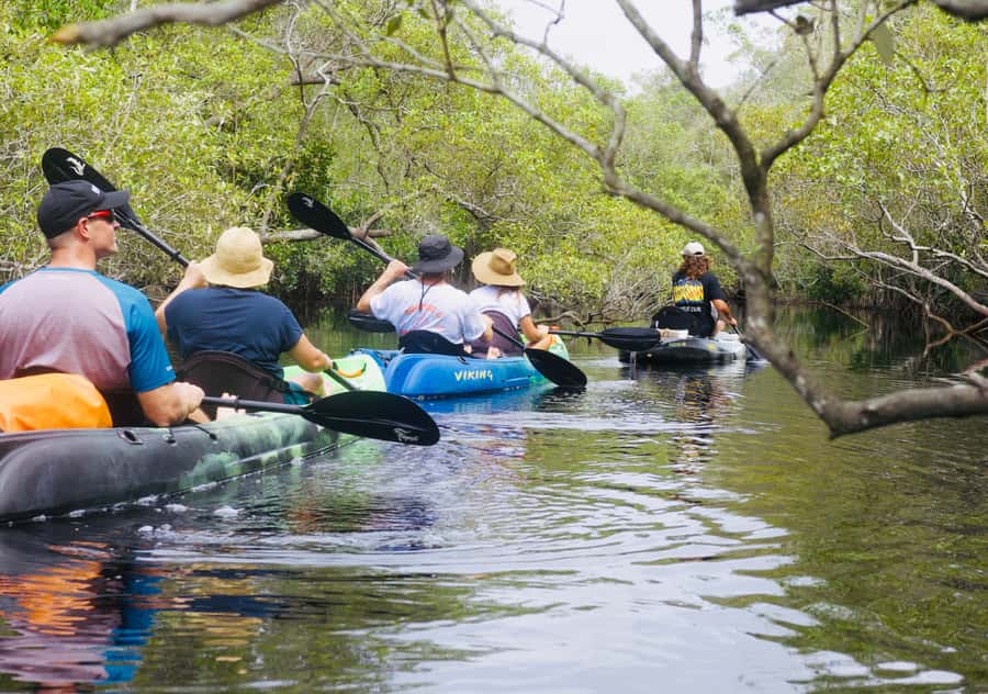 Noosa: Noosa Everglades and Stingray Sanctuary Kayak Tour - Wildlife watching in the Noosa Biosphere
