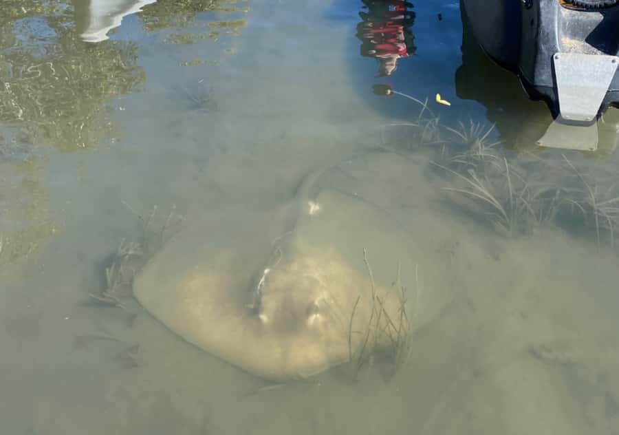 Noosa: Noosa Everglades and Stingray Sanctuary Kayak Tour - Who should book this Noosa kayak tour?