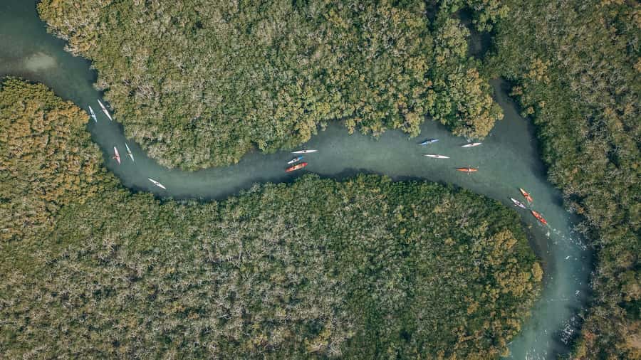 Noosa River: Mangroves and Mansions Guided Kayak Tour - Key points to know before you book