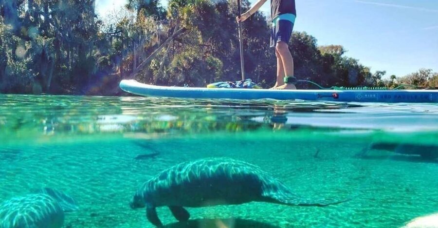 North Miami: Nature & Island Exploration on SUP/Kayak - Choosing a Kayak or Stand-Up Paddleboard