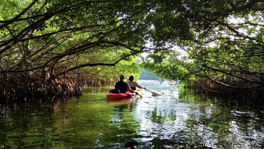 North Miami: Nature & Island Exploration on SUP/Kayak - Raccoons, Dolphins, and the Wildlife Question
