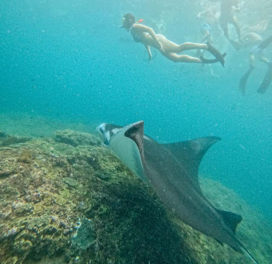 Nusa Penida: Snorkel 3 Spots w/ GoPro & Mangrove Paddle Tour - From snorkel gear to GoPro footage
