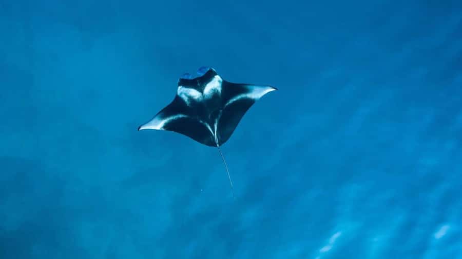 Nusa Penida: Snorkeling 3 Spots with GoPro & Kayak Mangroves - Manta rays, coral bays, and a quiet mangrove finish