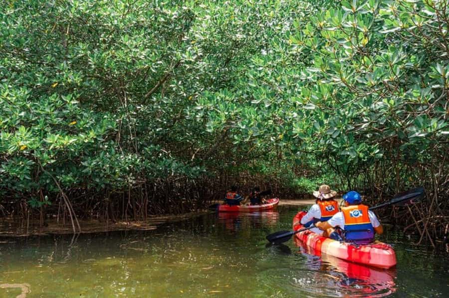 Nusa Penida: Snorkeling 3 Spots with GoPro & Kayak Mangroves - Gamat Bay and the island’s coral sites