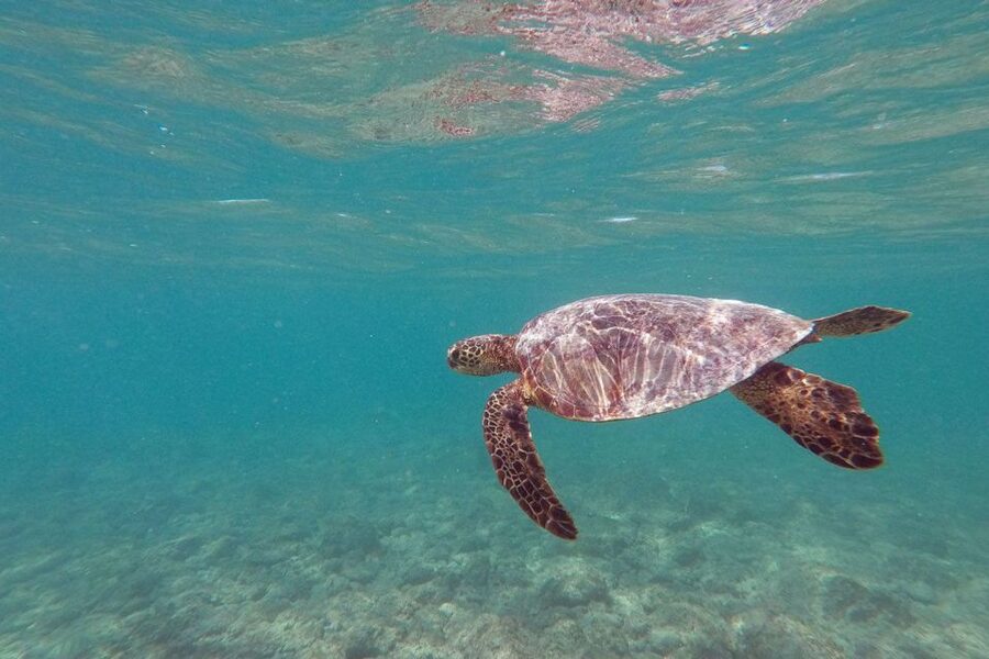 Oahu: Kailua Guided Kayak Excursion with Lunch - Key points to know before booking