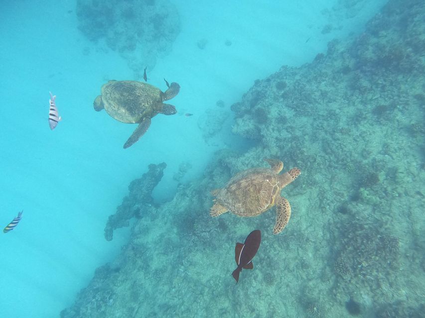 Oahu Snorkeling with Turtles, Water Scooter, Paddleboard - The electric water scooter: fun idea, modest power