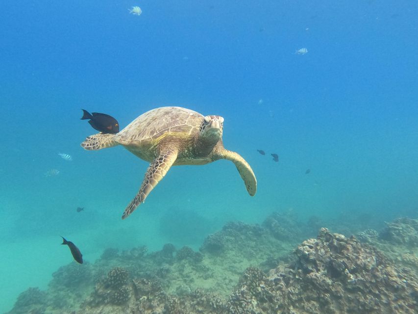 Oahu Snorkeling with Turtles, Water Scooter, Paddleboard - Musubi, cup noodles, and a warm finish