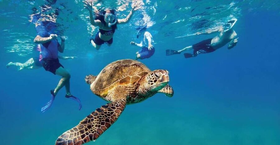 Ocean Reef Snorkeling and Paddleboarding - Choosing between natural and artificial reefs