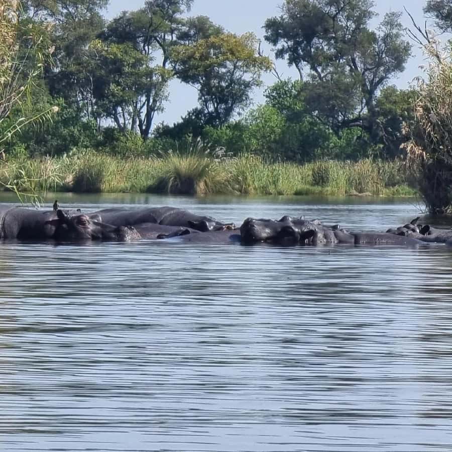 Okavango Delta: Full-Day Mokoro/Canoe Tour All-Inclusive - Why the mokoro gives you a different Okavango day