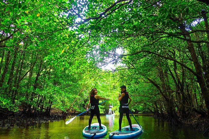 Okinawa Iriomote Mangrove SUP or Canoe Tour - A quiet river course built for first-timers