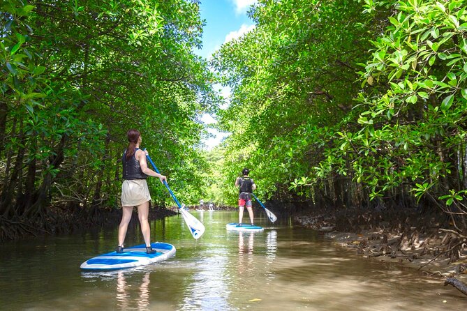 Okinawa Iriomote Mangrove SUP or Canoe Tour - Choosing a canoe or SUP