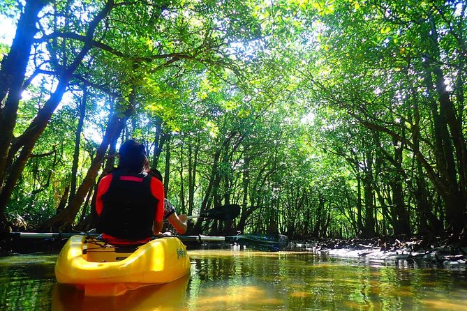 Okinawa Iriomote Mangrove SUP or Canoe Tour - Free photos make the short tour easier to remember