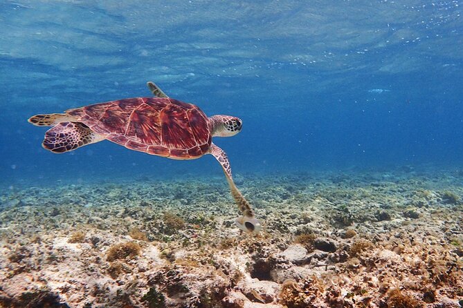 Okinawa Ishigaki Kabira Bay SUP or Canoe and Blue Cave Snorkeling - Why guide support matters here