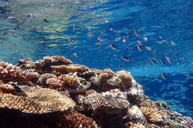 Okinawa Ishigaki Kabira Bay SUP or Canoe and Blue Cave Snorkeling - Timing, transport, and what to wear