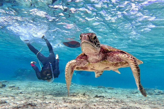 Okinawa Miyakojima 1 day Sea Turtle Snorkeling & Pumpkin Cave & Sea Kayak - Why this Miyakojima combination works
