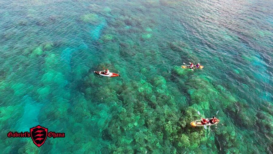 Olowalu: Guided Clear Kayak Tour - Unlimited - Who will get the most from this tour