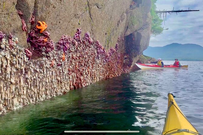 Orca Cove Sea Kayaking - The small-group advantage