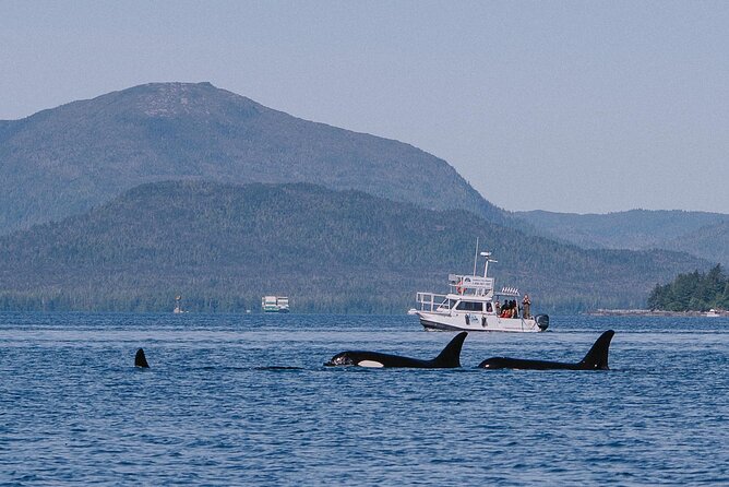 Orca Cove Sea Kayaking - Is $175 a fair price?