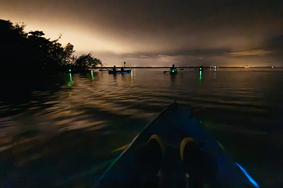 Orlando: Bioluminescence Kayak Tour - Should You Book This Bioluminescence Kayak Tour?