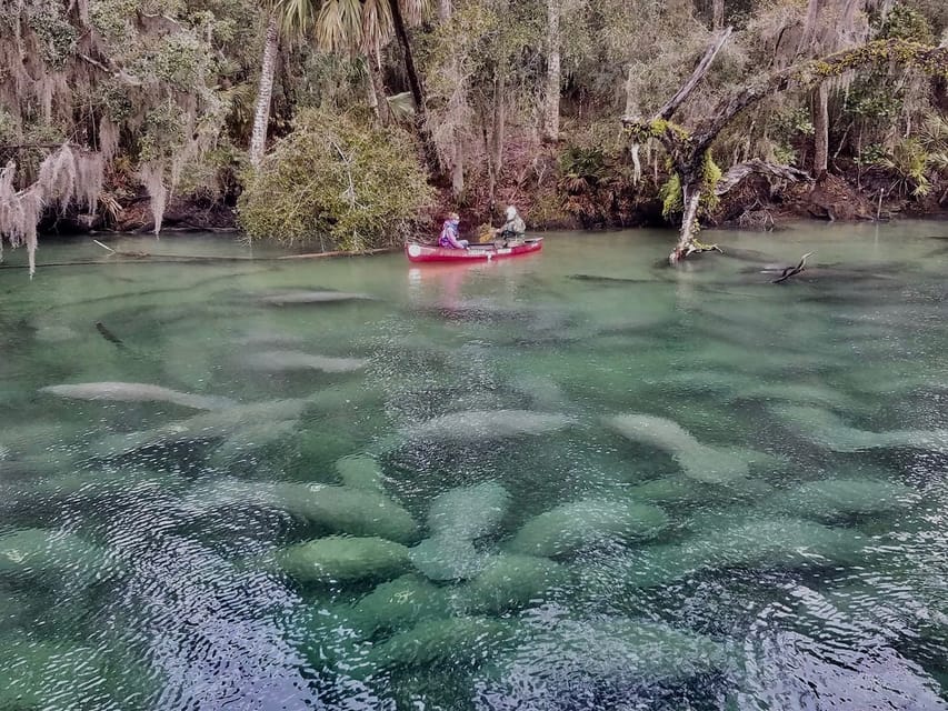 Orlando: Kayaking Tour with Manatee Encounter - From Orlando to French Landing
