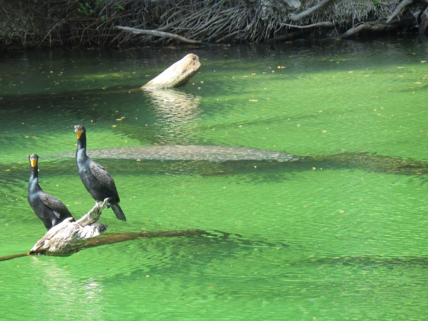 Orlando: Small Group Manatee Discovery Kayak Tour - Practical details that matter